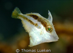 found in Lembeh; F100  by Thomas Lueken 
